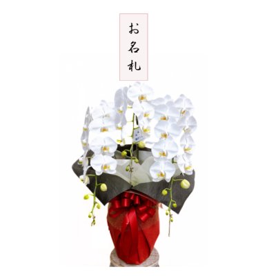 画像1: 胡蝶蘭・白