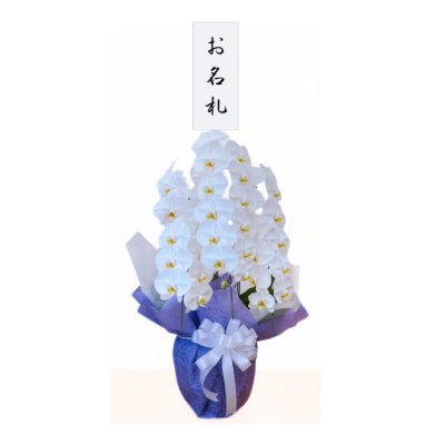 画像1: 【御供用】胡蝶蘭・白