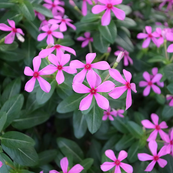 夏！最強の花。日々草・夏花火