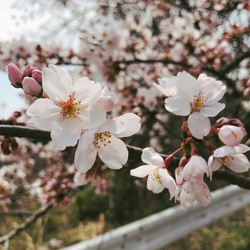 桜咲く4月♪