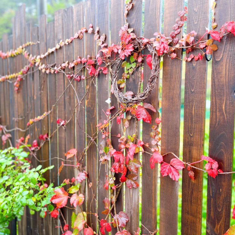 紅葉の秋♪